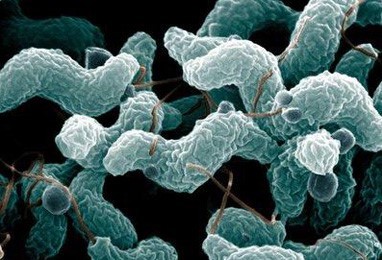 Elika Seguridad Alimentaria | Campylobacter - Elika Seguridad Alimentaria